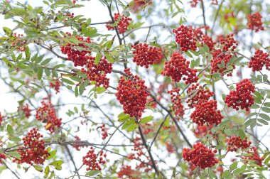 Kırmızı Rowan yakın çekim