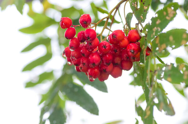 Red Rowan close-up
