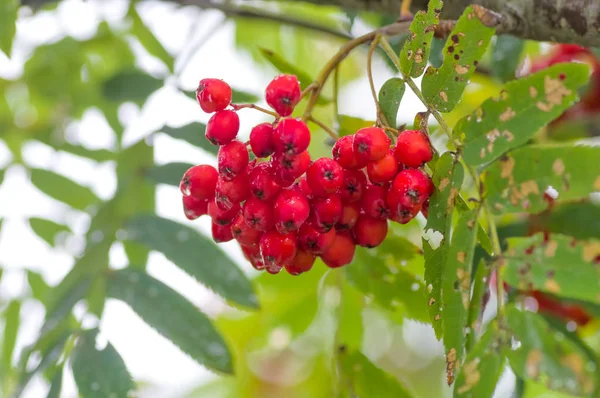 Kırmızı Rowan yakın çekim