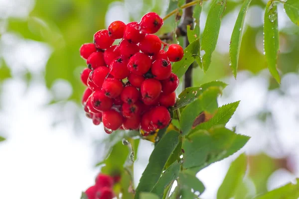 Kırmızı Rowan yakın çekim