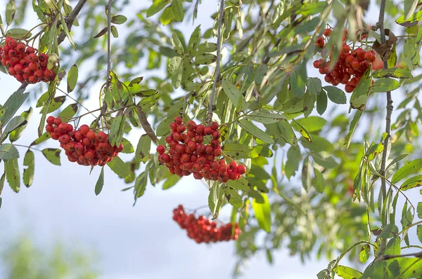 Red Rowan close-up — Stock Photo, Image