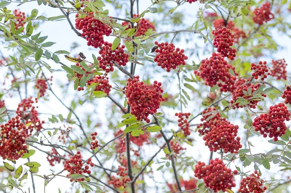 Kırmızı Rowan yakın çekim