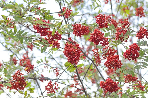 Kırmızı Rowan yakın çekim