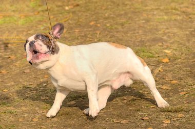 İngilizce Bulldog yakın çekim