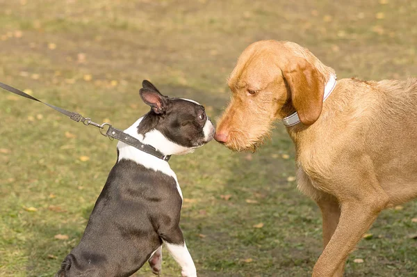 Kennis van twee honden — Stockfoto