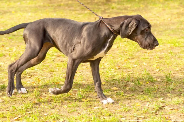 Avcılık köpek yakın çekim