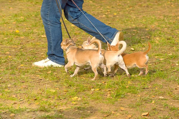Chihuahua perro Primer plano — Foto de Stock