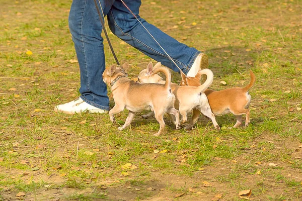 Chihuahua köpek yakın çekim