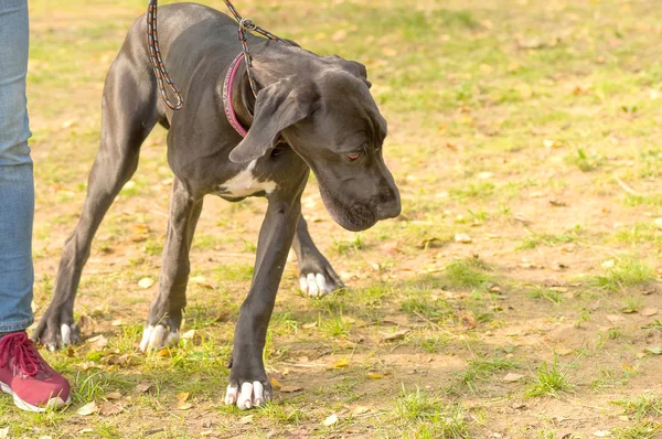 Alman kurtshaar yakın çekim