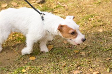 Jack Russell Teriyeri
