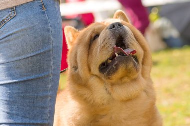 Uyumak köpek yakın çekim
