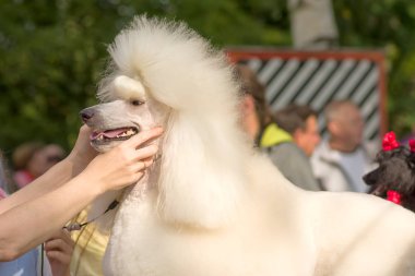Köpek fino köpeği yakın çekim