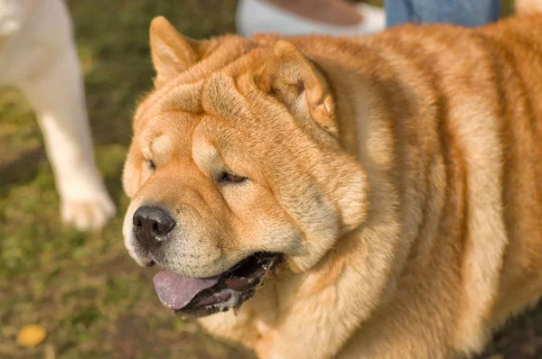 Sharpei cão close-up — Fotografia de Stock