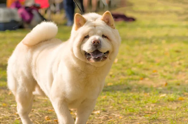 Big dog close-up