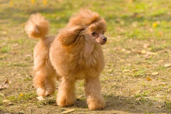 Close-up do cão Poodle — Fotografia de Stock