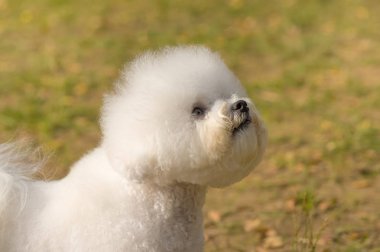 Bichon Frize köpek yakın çekim