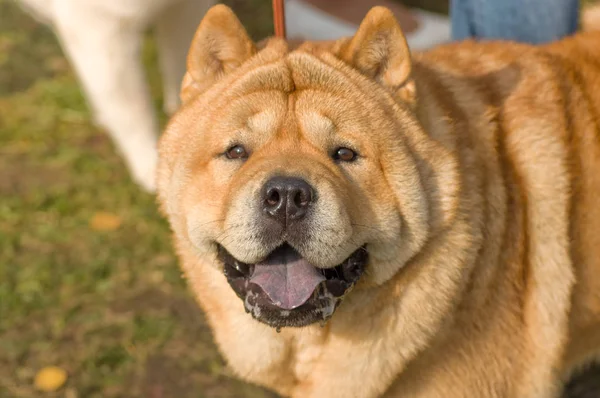 Sharpei dog Close-up — Stock Photo, Image