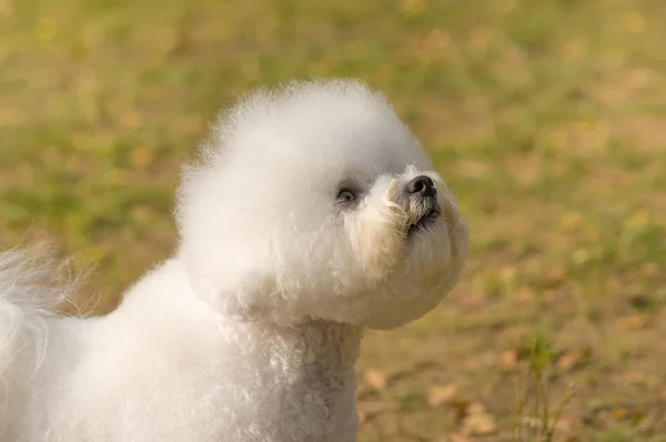 Bichon Frize cão close-up — Fotografia de Stock