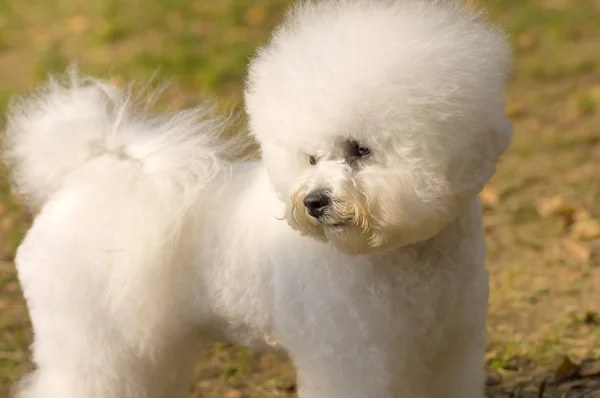 Gros plan sur le chien Bichon Frize — Photo