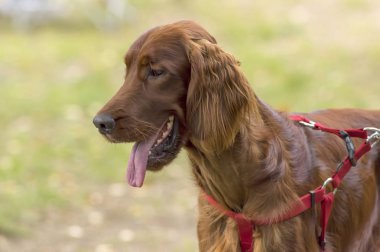 Setter köpek yakın çekim