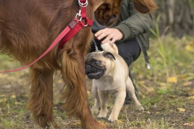 Pug köpek yakın çekim