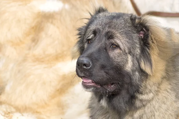 Kafkas Çoban Köpeği