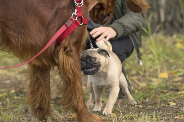 Pug köpek yakın çekim