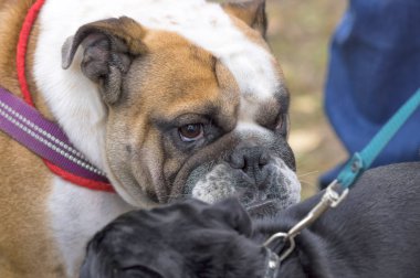 İngilizce Bulldog yakın çekim