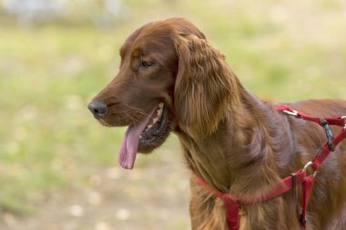 Setter köpek yakın çekim