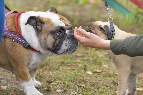 İngilizce Bulldog yakın çekim