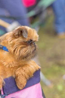 Brussels Griffon köpek yakın çekim