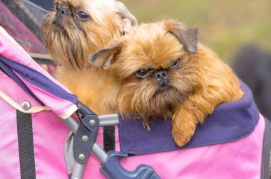Brussels Griffon köpek yakın çekim