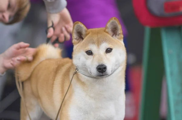 Chien Laika close-up — Photo