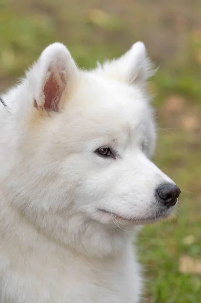Samoyed perro primer plano —  Fotos de Stock