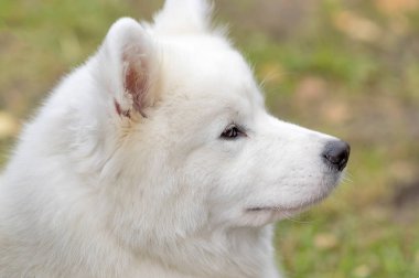Samoyed köpek yakın çekim