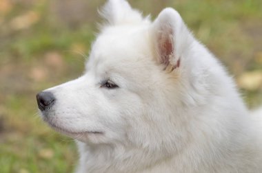 Samoyed köpek yakın çekim