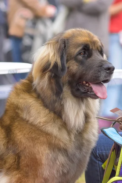 Caucasian Shepherd Dog