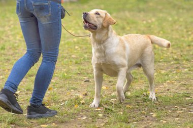 Labrador retriever yakın çekim