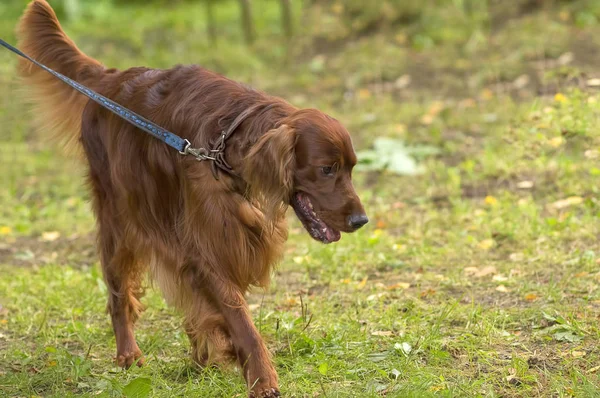 Avcılık köpek yakın çekim