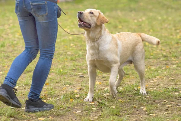 Labrador retriever yakın çekim