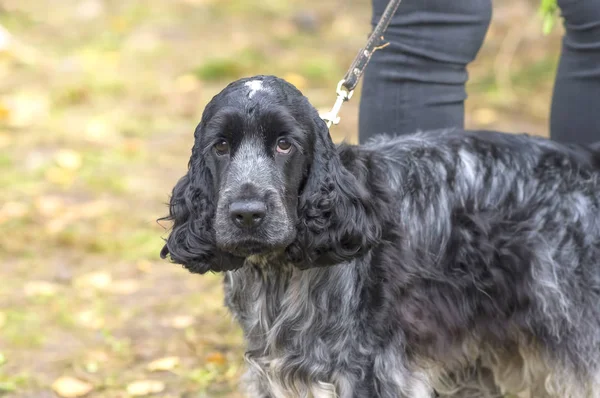 Avcılık köpek yakın çekim