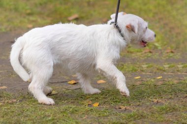 Küçük köpek yakın çekim