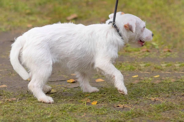Küçük köpek yakın çekim