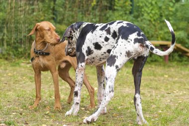 Avcılık köpek yakın çekim
