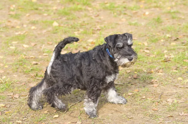 köpeği Terrier yakın çekim