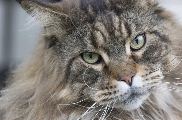 Maine-Coon-Katze — Stockfoto