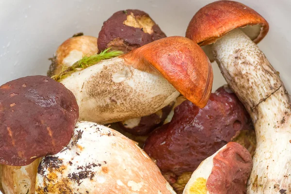 ormanda yetiştirilen mantar