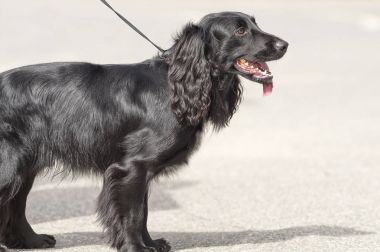 Amerikan Cocker Spaniyel