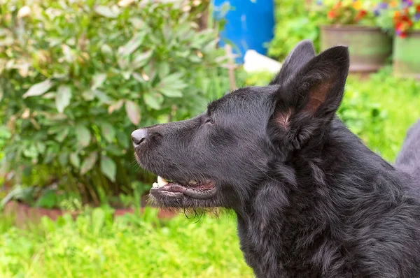 白人羊飼い犬 — ストック写真