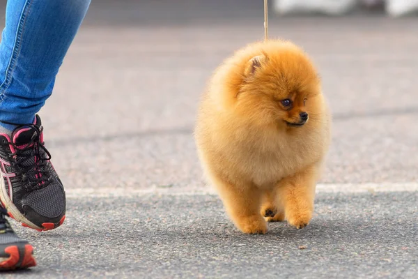 Köpek Spitz yakın çekim